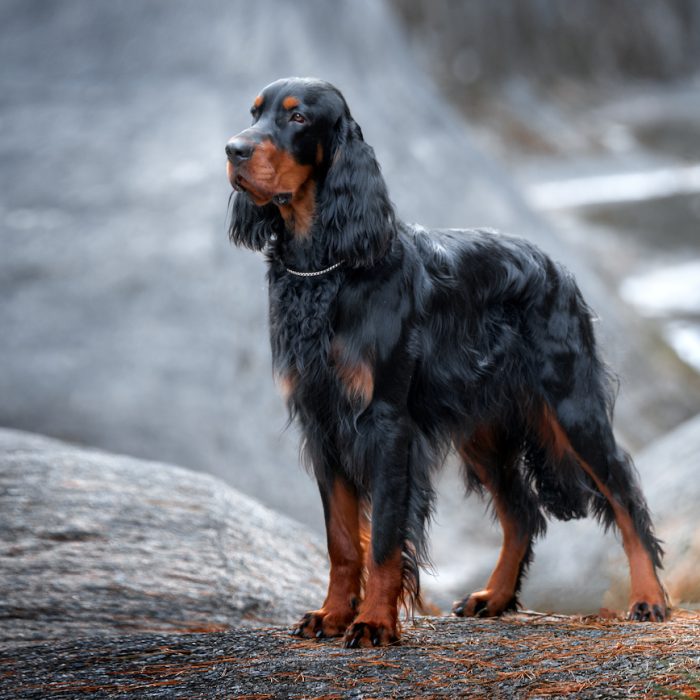 Setter Gordon stands against a background of gray rocks.