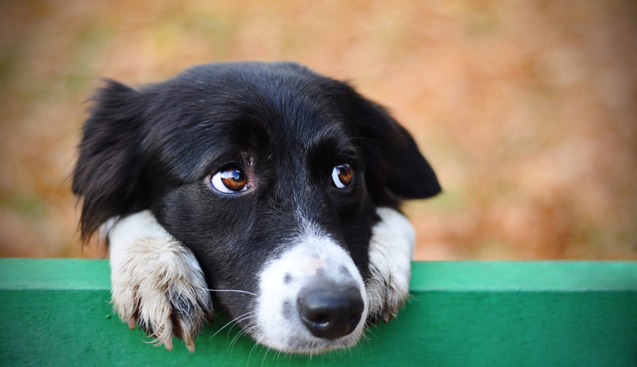 Skeptic,Sad,Border,Collie,Dog,Thinking,&,Dont,Know,What