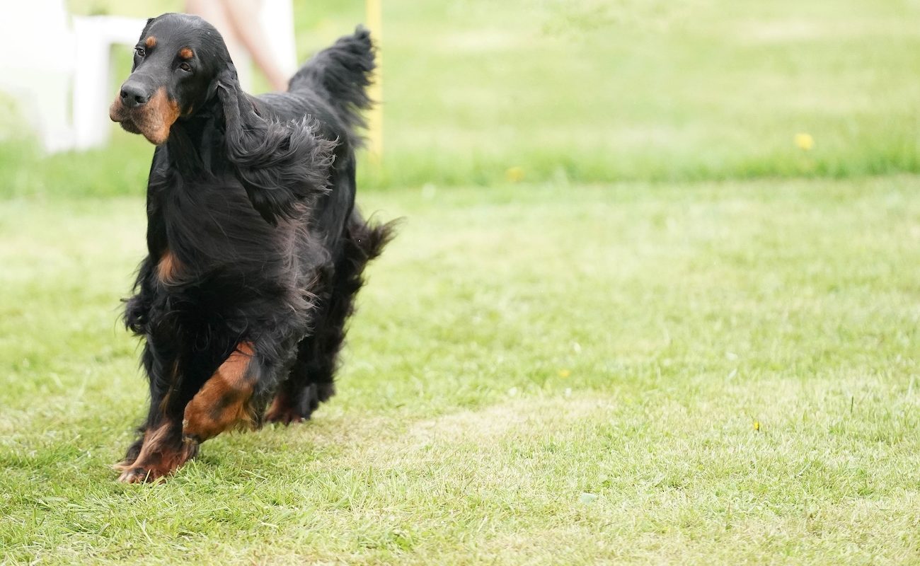 Black and tan gordon setter running on the grass.  Bright summer day.  Long fur flowing in the wind