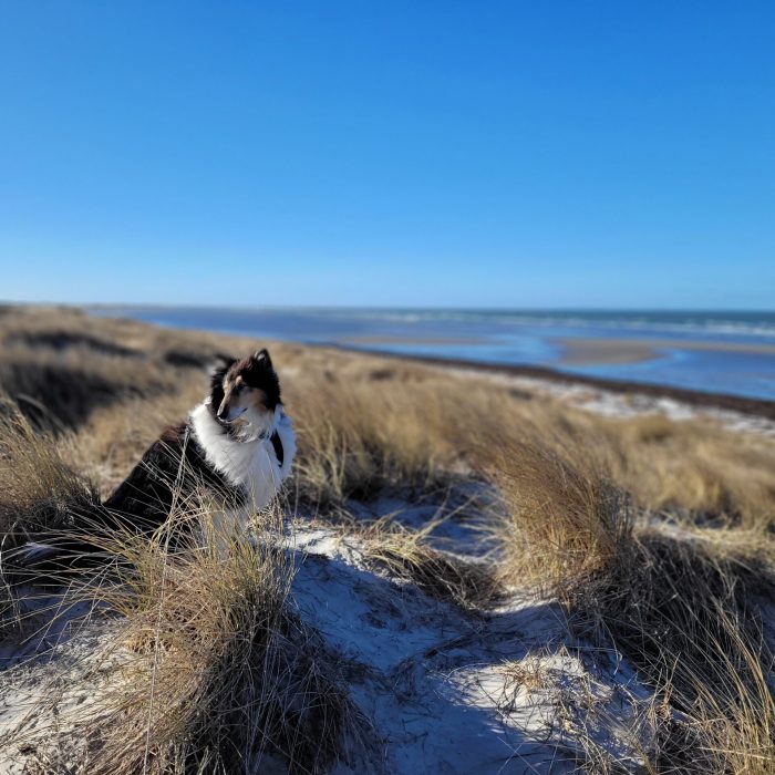 Rough,Collie,In,Windy,Dunes