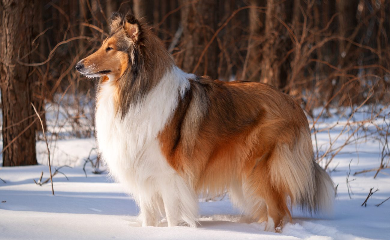 A,Rough,Collie,Dog,Standing,In,A,Snowy,Winter,Forest