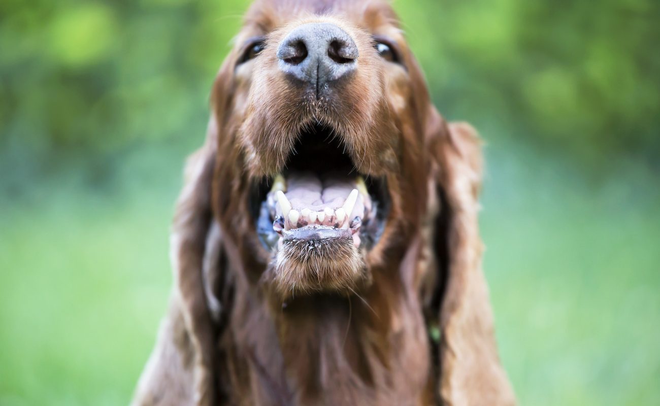 Smiling cute happy pet Irish Setter dog showing his teeth