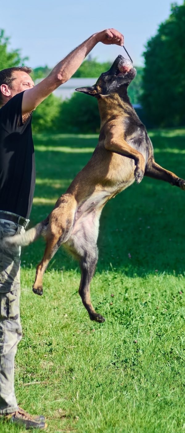 The man is playing with the dog using the ball. The dog has reached the ball.