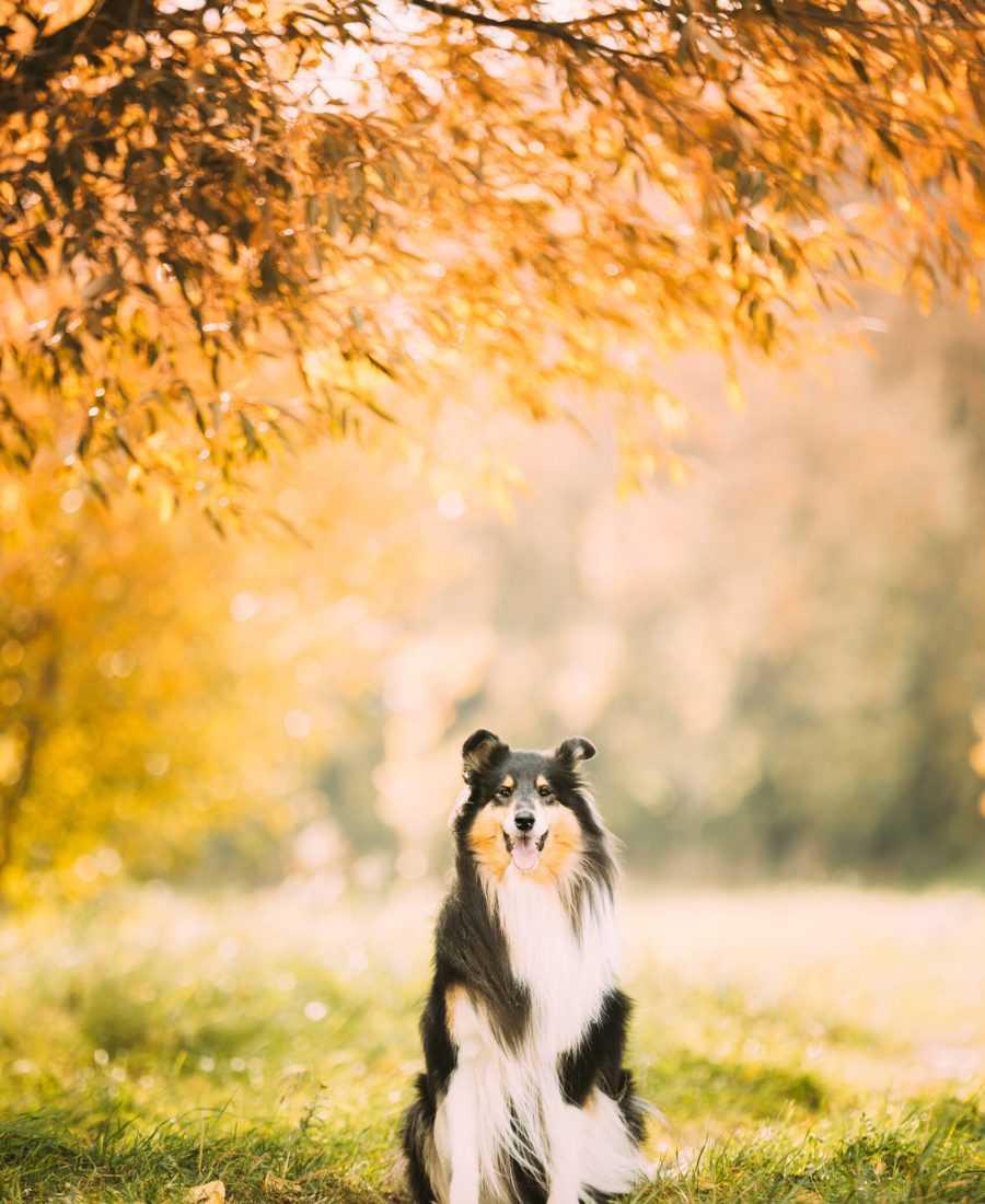 Tricolor Rough Collie, Funny Scottish Collie, Long-haired Collie, English Collie, Lassie Dog Posing Outdoors In Park. Portrait In Autumn Park.