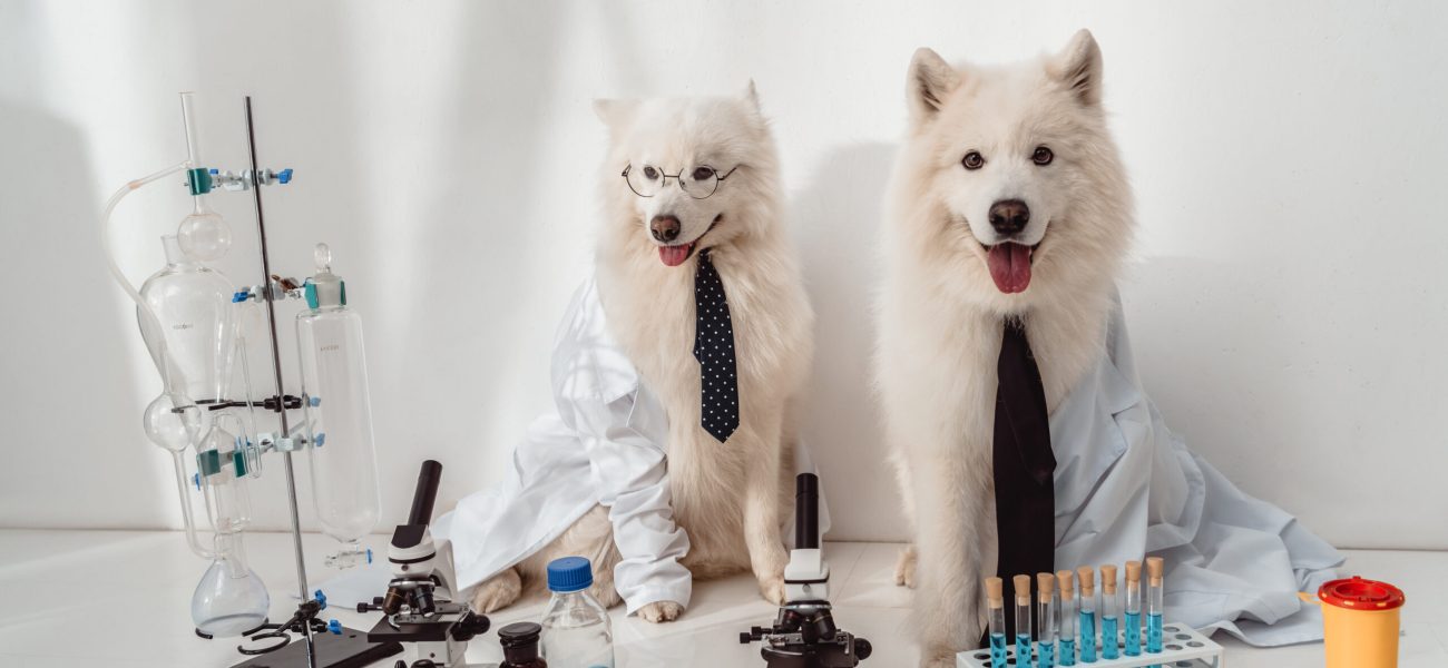 two fluffy dogs scientists lab coats working with microscopes and test tubes in laboratory