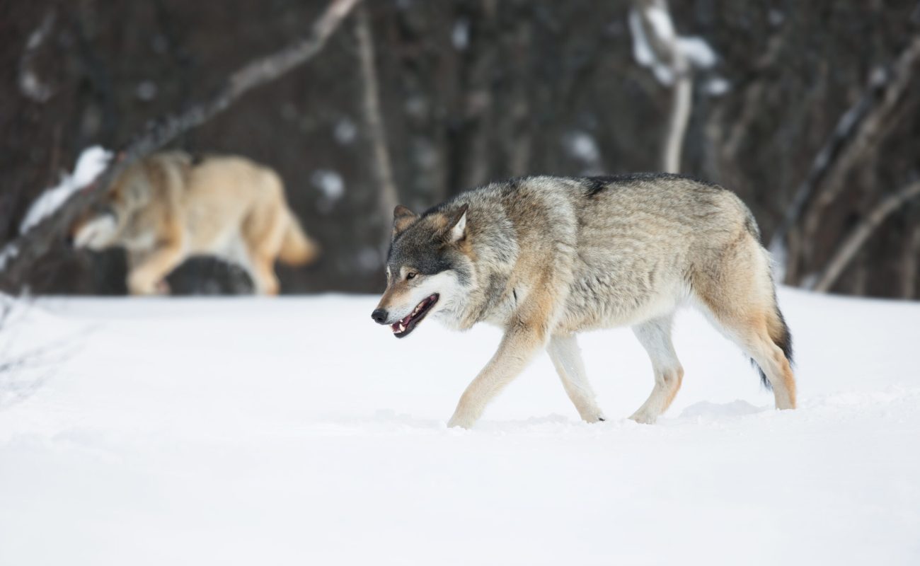 Wolf in a norwegian winter forest.