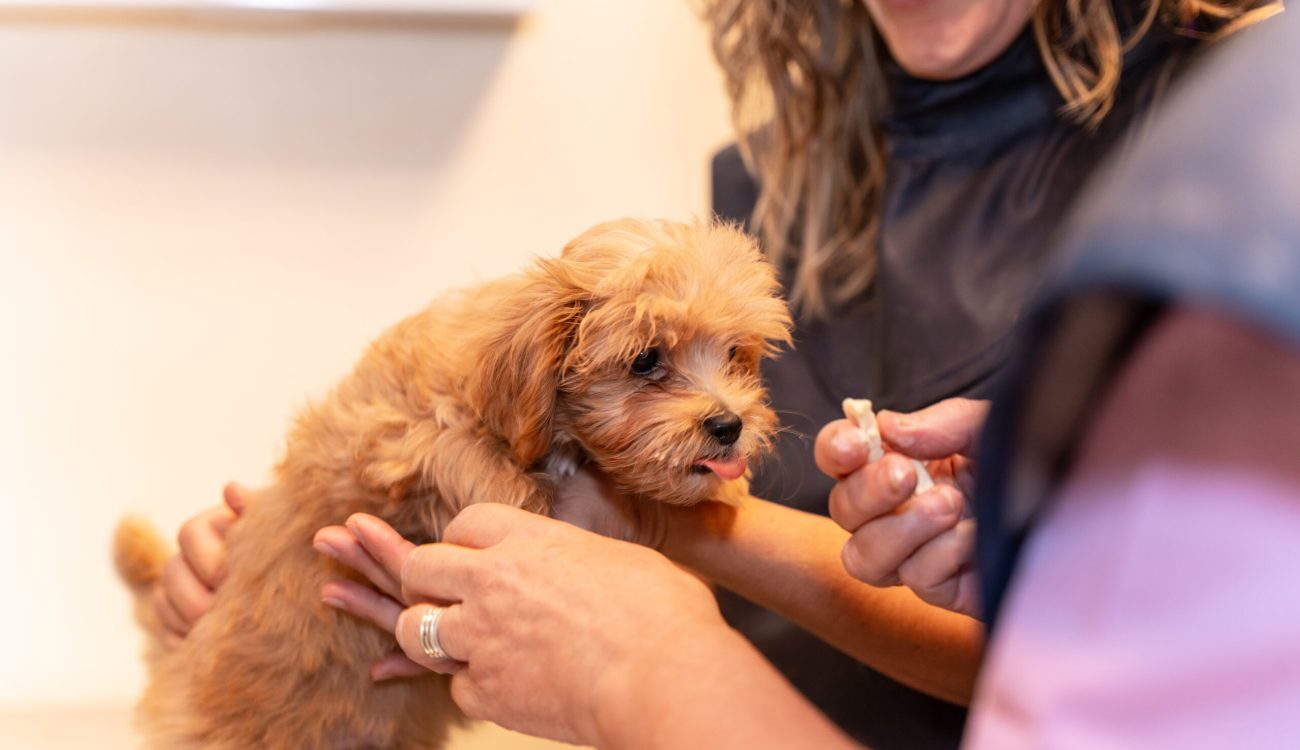 Veterinary clinic, veterinarian rewarding the dog with cheese after x-ray